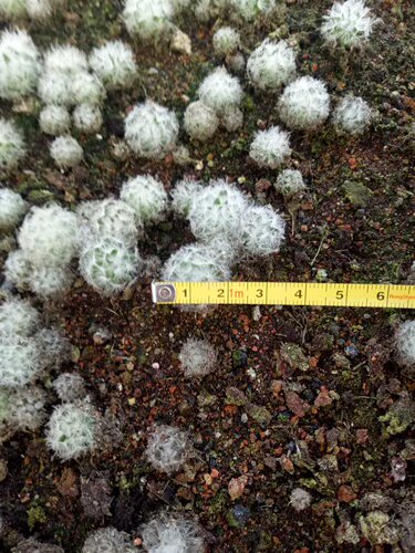 漳州多肉植物仙人球类