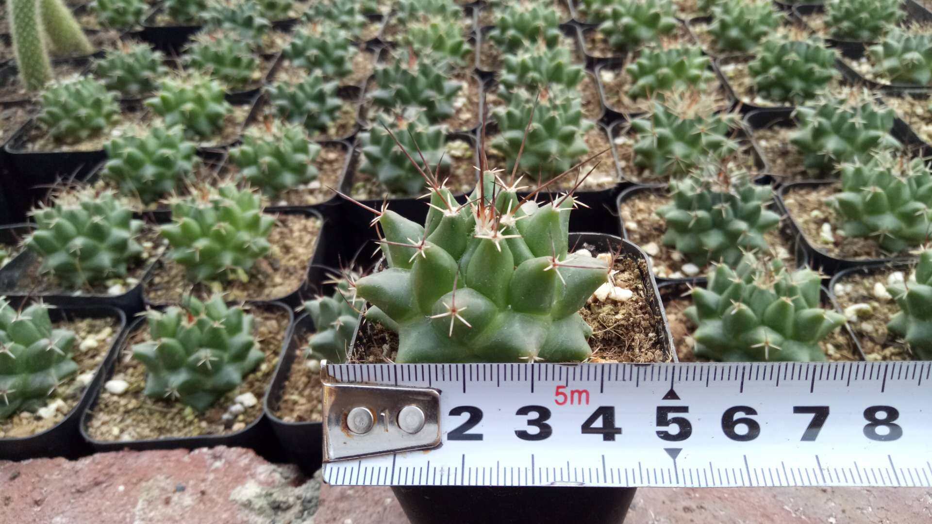 漳州嘟嘟多肉植物园艺场【白龙王】仙人球批 发实生根龙王球象牙