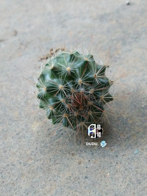 漳州嘟嘟多肉植物 【猩猩丸】仙人掌 实生仙人球苗 迷你仙人球