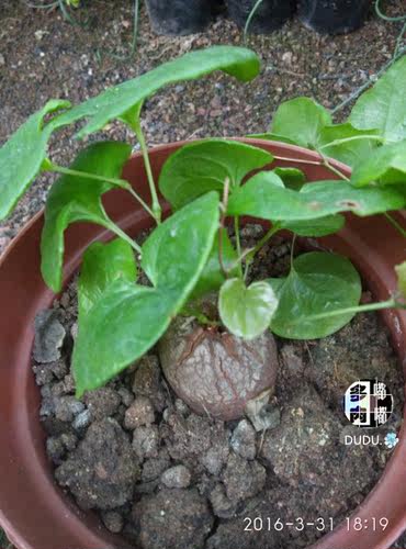 漳州大棚南非进口龟甲龙仙人球类