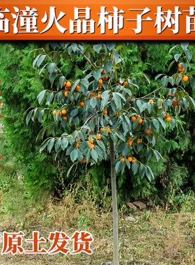 陕西临潼柿子树果苗盆栽地栽南北方种植庭院果树火晶柿火罐柿树苗