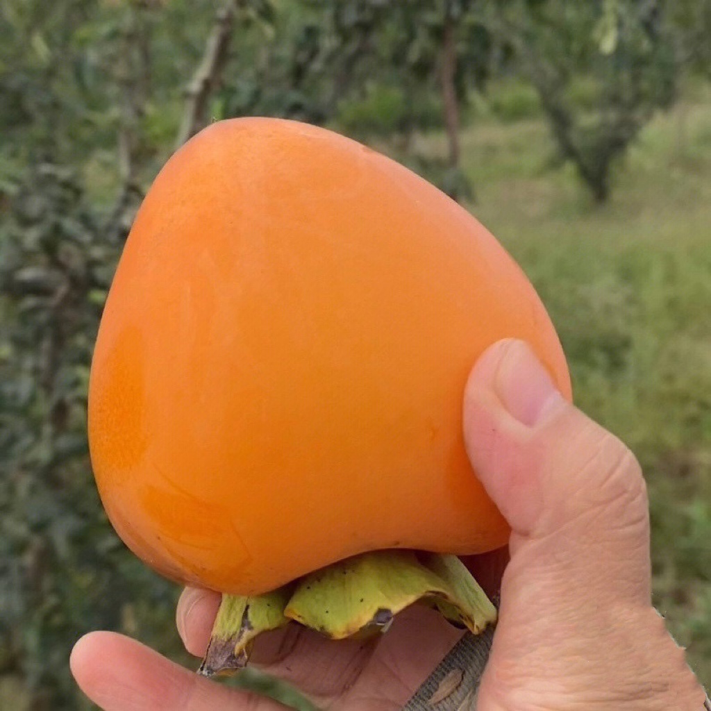 陕西富平大尖柿子树苗嫁接果树苗南北方种植地栽盆栽柿饼当年结果