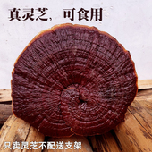35厘米大灵芝盆景观赏摆件半野生赤灵芝大灵芝整枝一朵可以吃