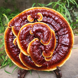 15-25厘米半野生灵芝观赏特大灵芝摆件林芝盆景赤灵芝整支带柄根