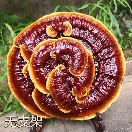 大灵芝单朵大个特大赤灵芝大朵