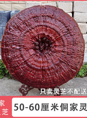 35-60cm侗乡深山半野生大灵芝摆件赤灵芝特大观赏灵芝整朵红灵芝