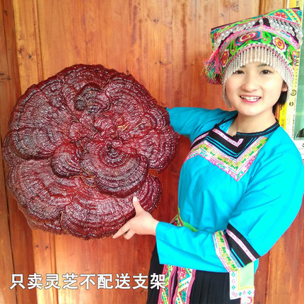 35-50侗乡半野生特大灵芝观赏灵芝摆件盆栽盆景赤灵芝整枝红灵芝
