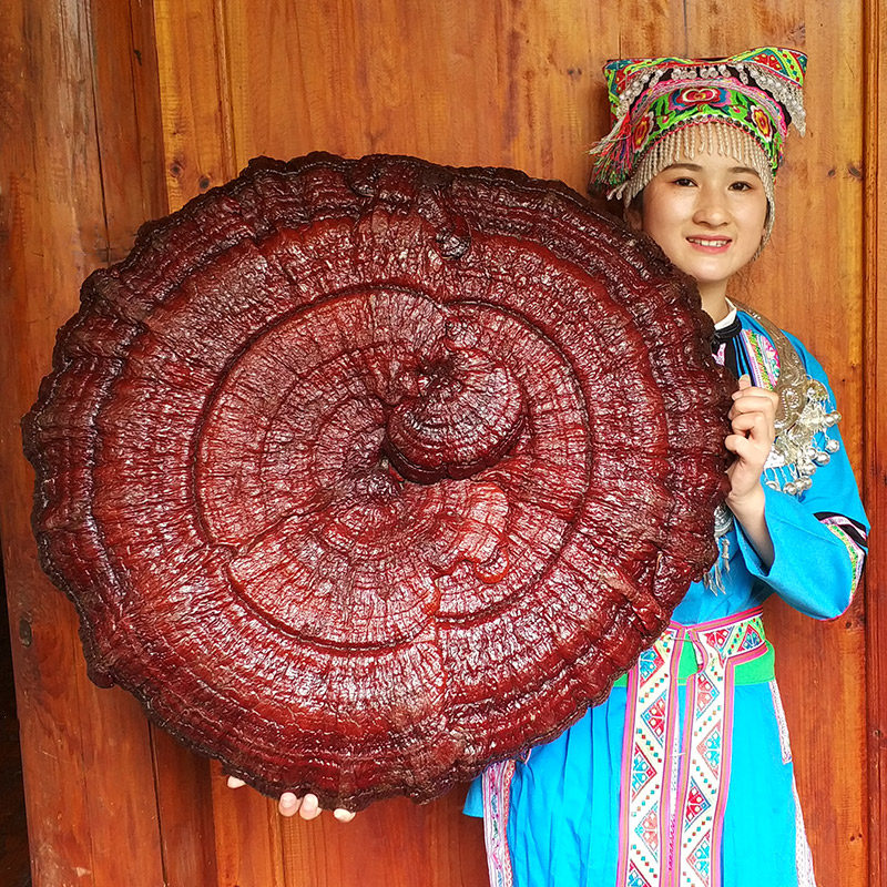 特大赤灵芝半野生红灵芝大灵芝观赏灵芝摆件风水镇宅佳品