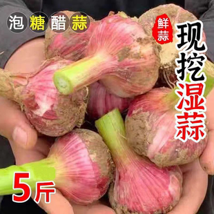 2026年特级新鲜大蒜头山东金乡鲜蒜紫皮大蒜腌制现挖嫩蒜湿蒜生蒜