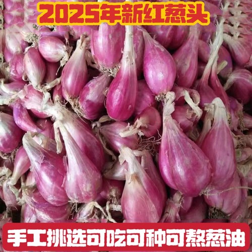 25年正宗四川农家四季红葱头小葱盆栽香葱火葱熬油植食用特价包邮