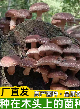 椴木菌种种在木头上的菌种