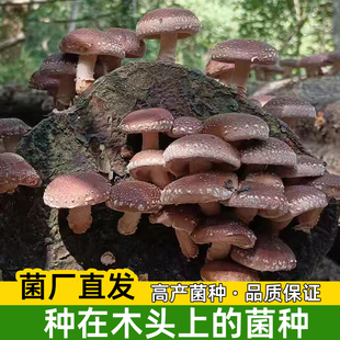 香菇椴木菌种木耳冬菇四季栽培种菌种木头上种蘑菇食用菌袋装种子