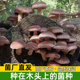 香菇椴木菌种木耳冬菇四季 种子 栽培种菌种木头上种蘑菇食用菌袋装
