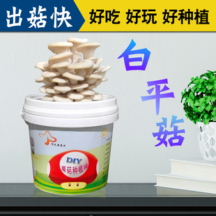 白平菇蘑菇种植包食用菌棒菌种菌包种子阳台蘑菇菌种植包蘑菇菌包
