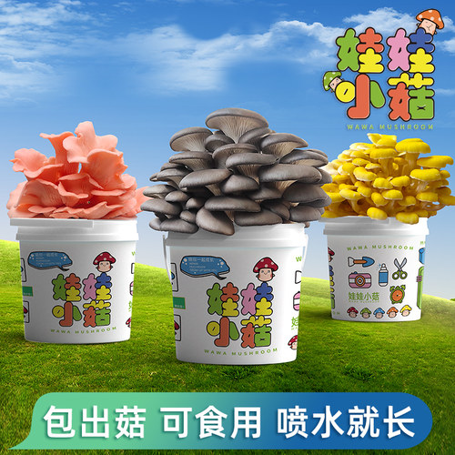 喷水可长蘑菇可食用桶装亲子观察