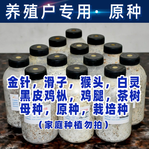 食用菌菌种菇农用母种原种栽培种