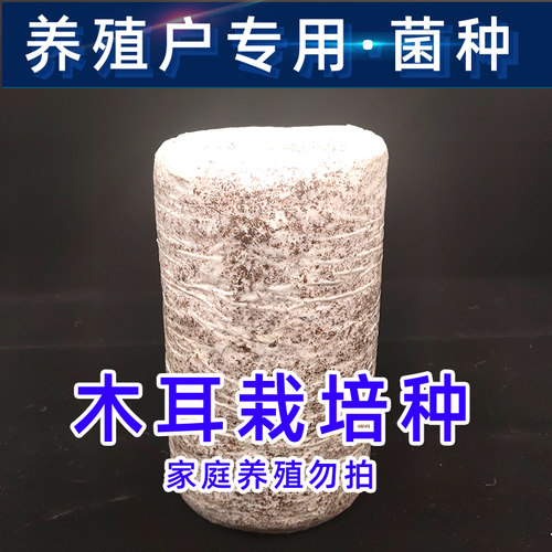 食用菌木耳菌种栽培一级二级母种