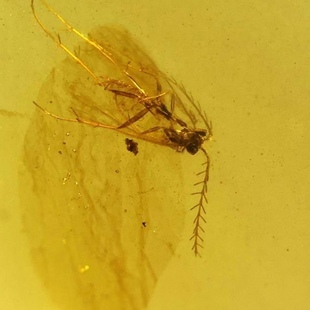 素缘缅甸天然虫珀吊坠0609 62琥珀带栉角石蛾标本化石原石坠子