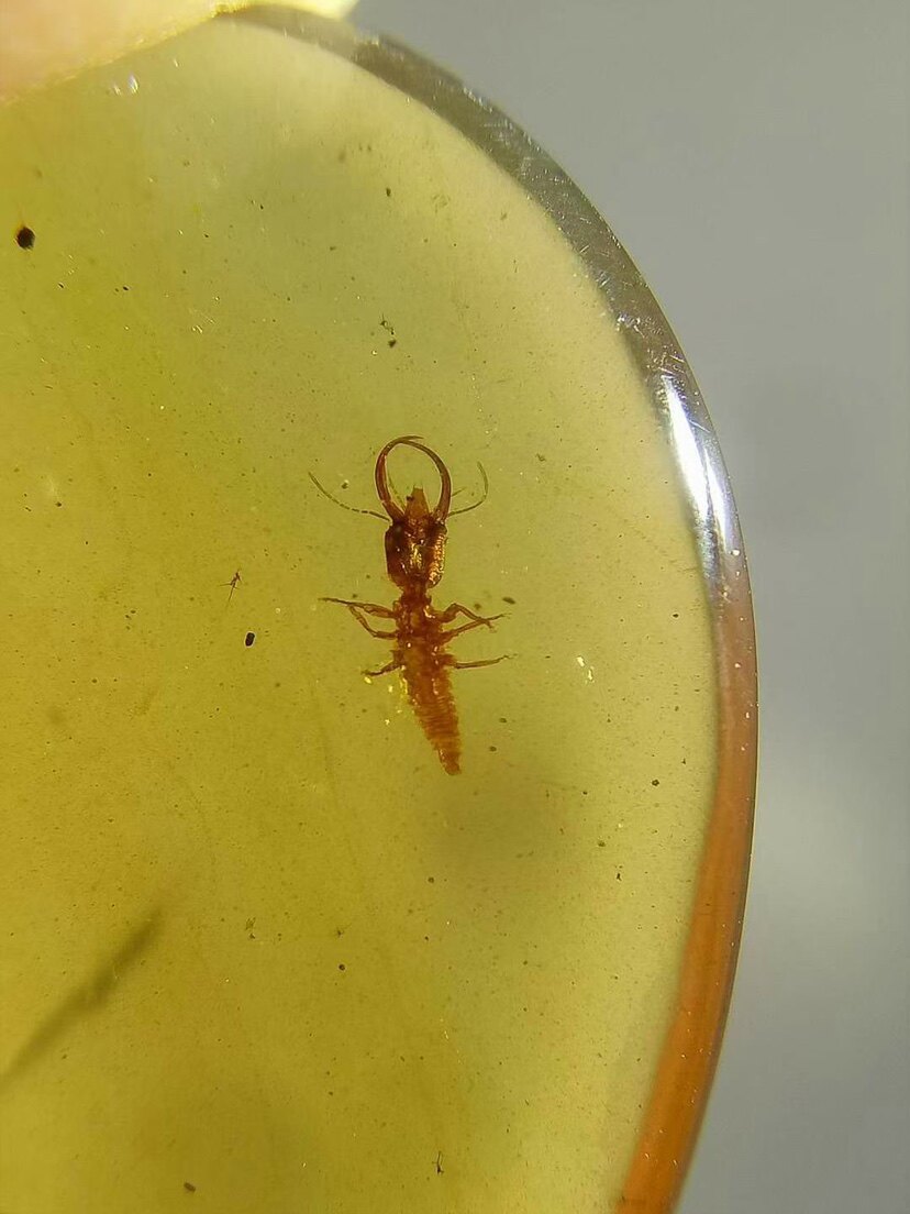 素缘缅甸天然虫珀吊坠0521琥珀带蛉幼虫标本化石原石坠子挂件