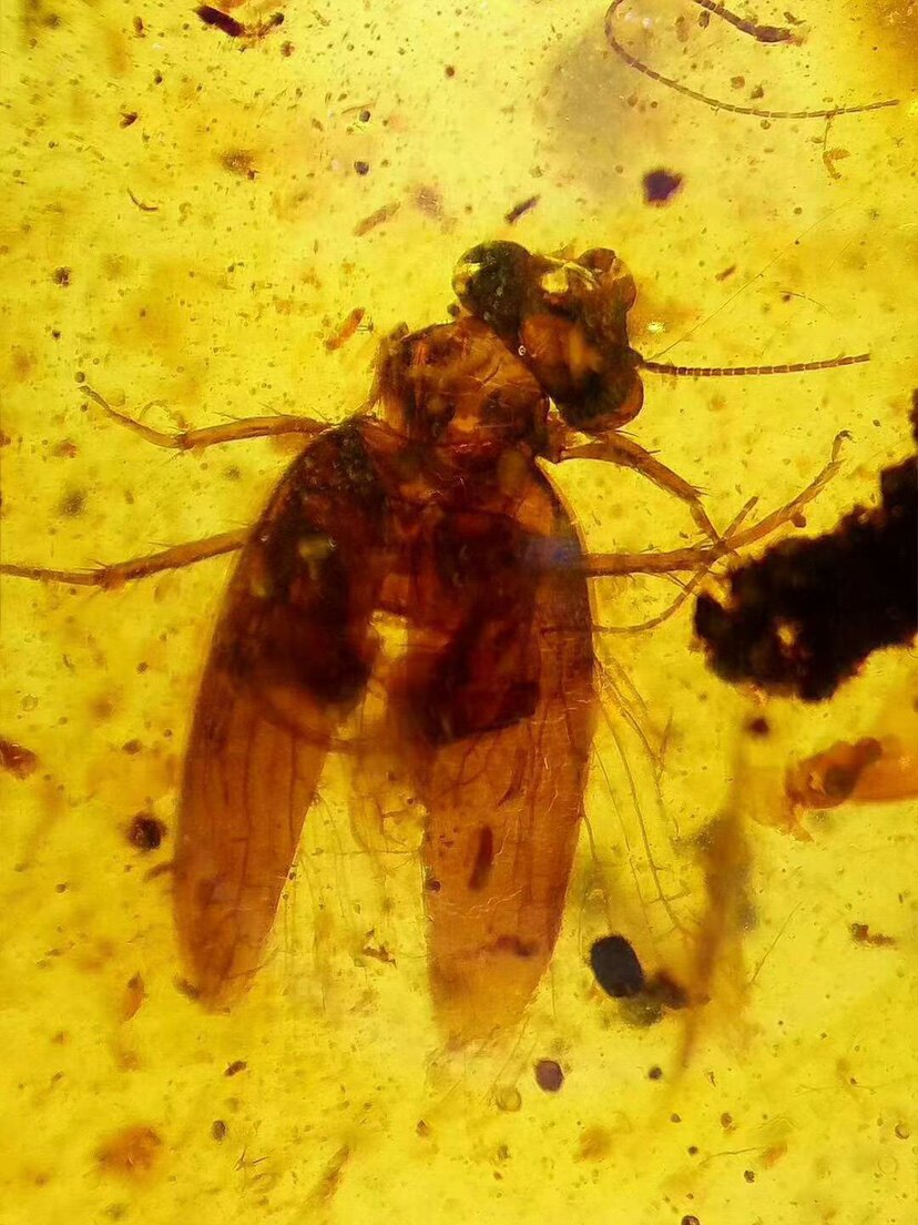 【素缘】缅甸纯天然虫珀吊坠P0415 08琥珀带展翅蜚蠊蜥蜴皮标本