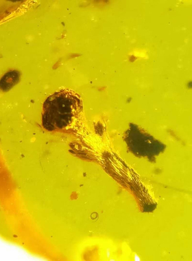 素缘缅甸天然虫珀吊坠0927 177琥珀带植物花朵马陆标本化石原矿
