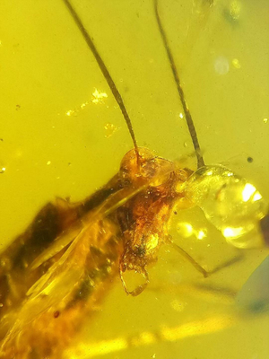 素缘缅甸天然虫珀吊坠0528琥珀带长足蠊标本化石原矿坠子挂件