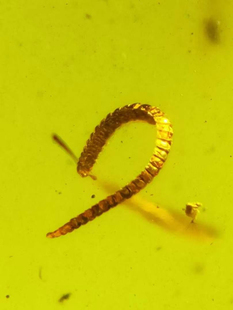 素缘缅甸天然虫珀吊坠0927 42琥珀带蝼蛄马陆标本化石原矿