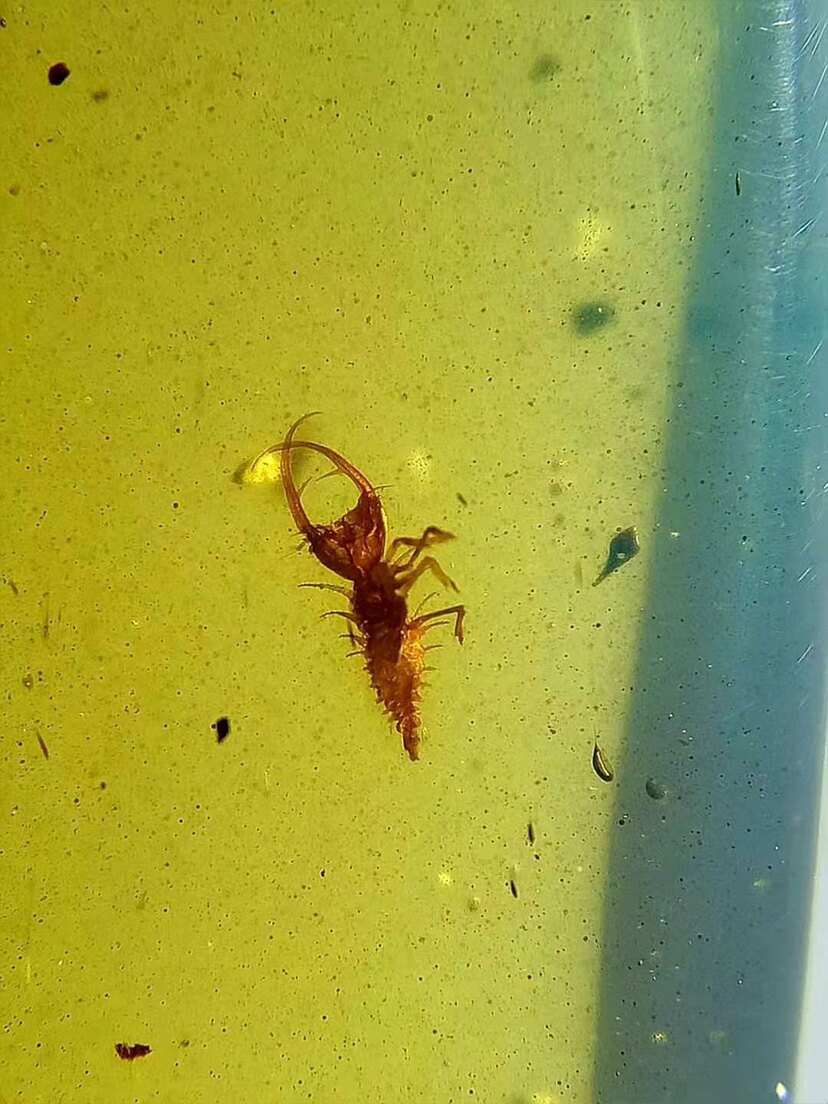 【素缘】缅甸纯天然虫珀吊坠0403 01琥珀带蛉幼虻标本挂件戒面