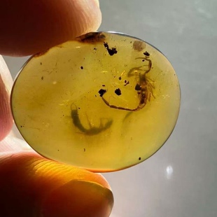 素缘缅甸天然虫珀吊坠0623 65琥珀带蝎子蠼螋标本化石原矿坠子