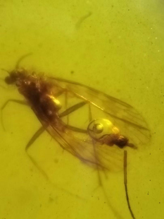 素缘缅甸天然虫珀吊坠0402琥珀带石蛾标本化石原矿坠子