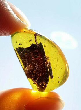 素缘缅甸天然虫珀吊坠0105 06琥珀带马陆植物叶子标本化石原矿