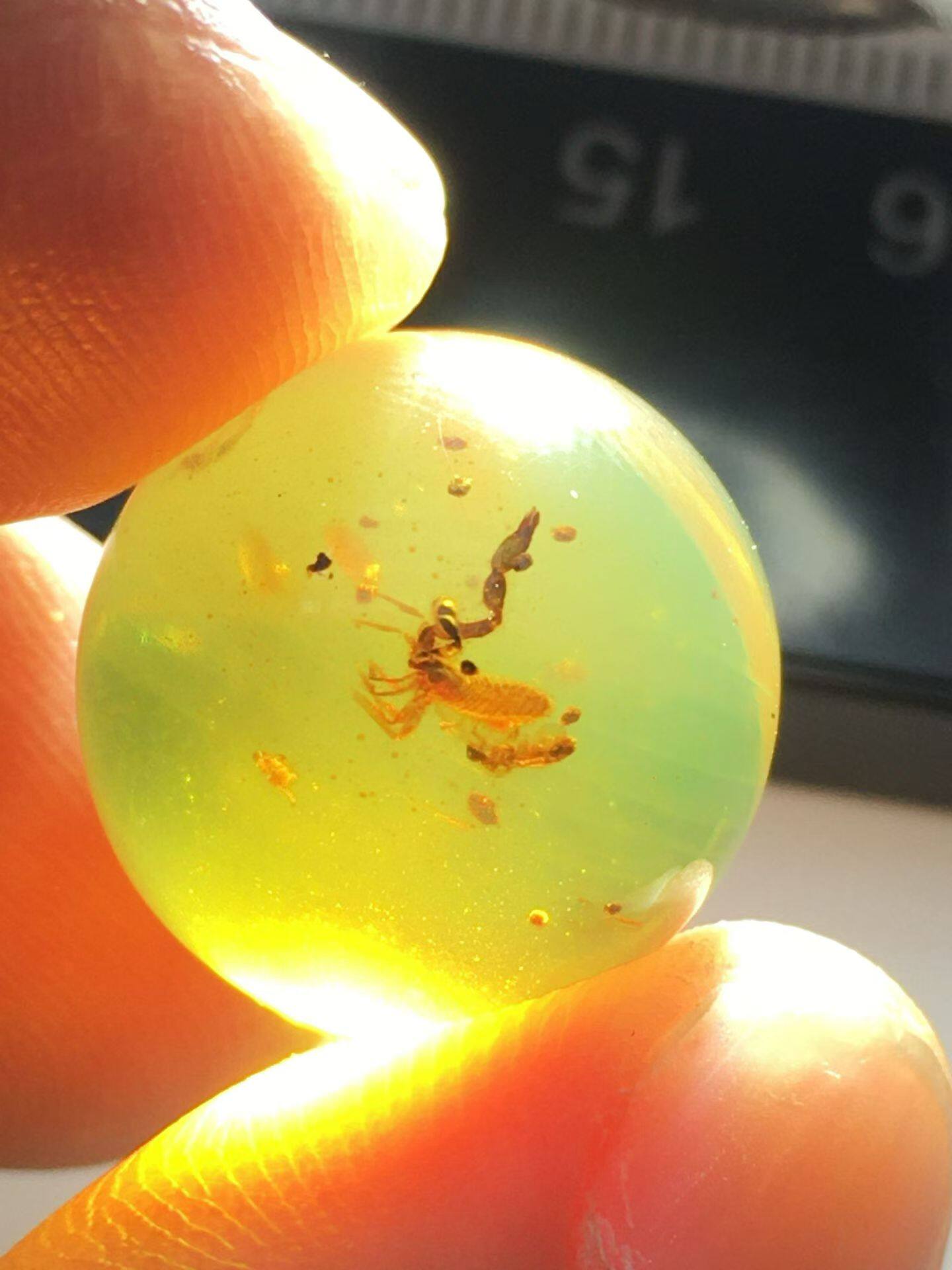 素缘缅甸天然虫珀吊坠0402琥珀带拟蝎珠子标本化石原矿