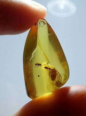 素缘缅甸天然虫珀吊坠0105 08琥珀带澳白蚁标本化石原矿坠子