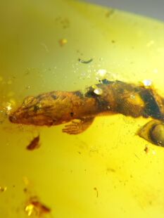 缅甸琥珀虫珀 超级罕见石龙子 蜥蜴化石 接近完整