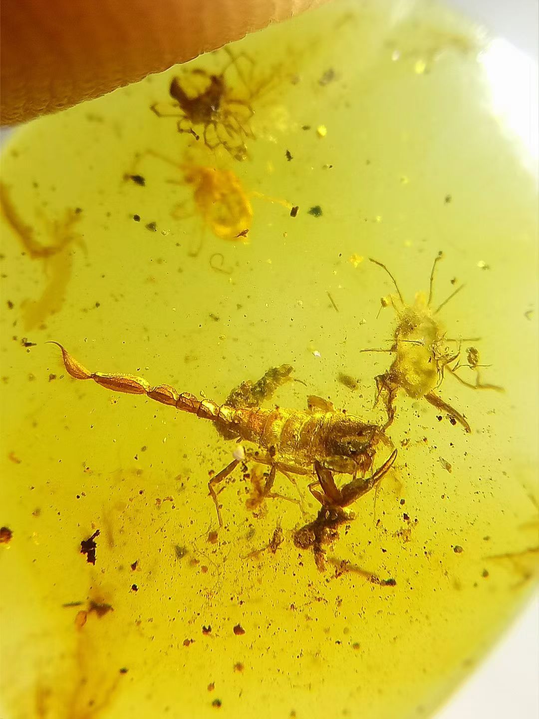 素缘缅甸天然虫珀吊坠0925琥珀带蝎子标本化石原矿坠子