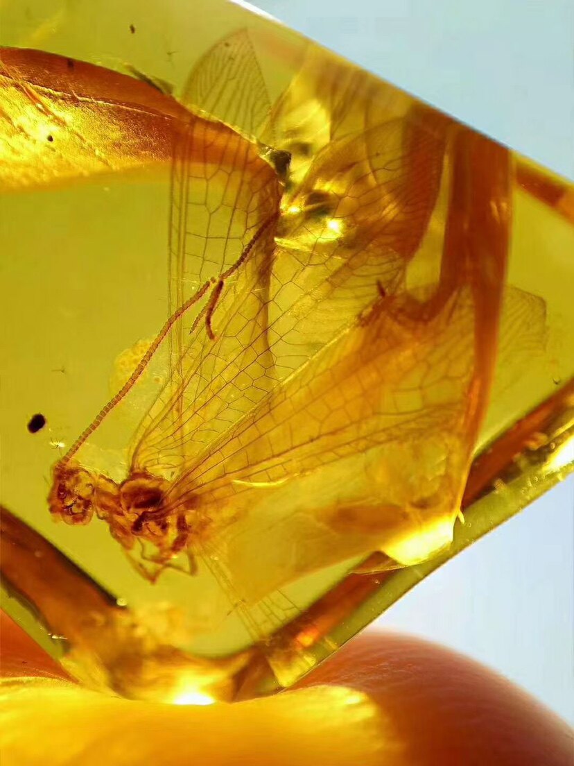 【素缘】缅甸纯天然虫珀吊坠1107 15琥珀带蛉标本挂件戒面坠子