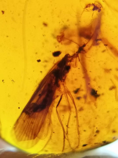 素缘缅甸天然虫珀吊坠0522琥珀带蛾标本化石原矿坠子挂件