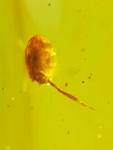 素缘缅甸天然虫珀吊坠0812 58琥珀带植物种子松针标本化石原石