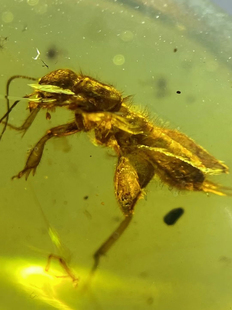 素缘缅甸天然虫珀吊坠0419琥珀带蝼蛄标本化石原矿坠子挂件