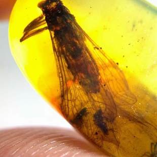 素缘缅甸天然虫珀吊坠1031 53琥珀带石蝇标本化石原石坠子挂件