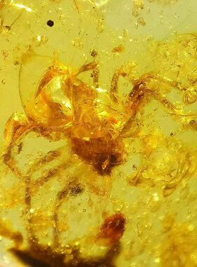 素缘缅甸天然虫珀吊坠0105 10琥珀带蜘蛛标本化石原矿坠子挂件