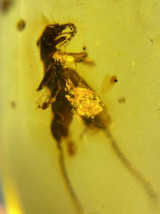 素缘缅甸天然虫珀吊坠0613琥珀带蝼蛄标本化石原矿坠子挂件