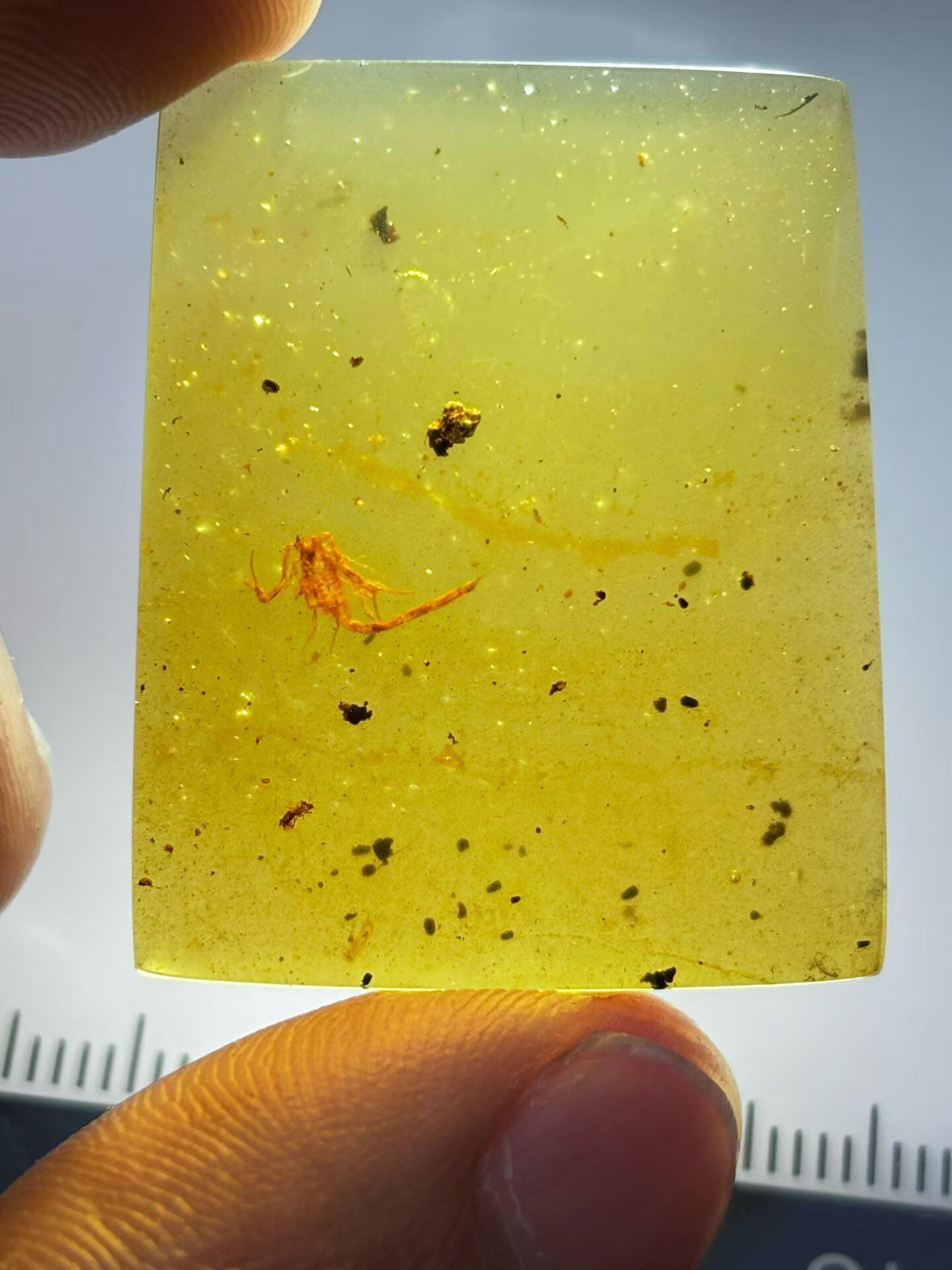 素缘缅甸天然虫珀吊坠0327琥珀带蝎子标本化石原矿坠子