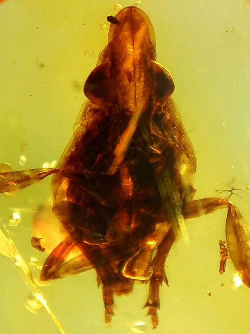 素缘缅甸天然虫珀吊坠0916 46琥珀带蜡蝉若虫标本原石挂件戒面