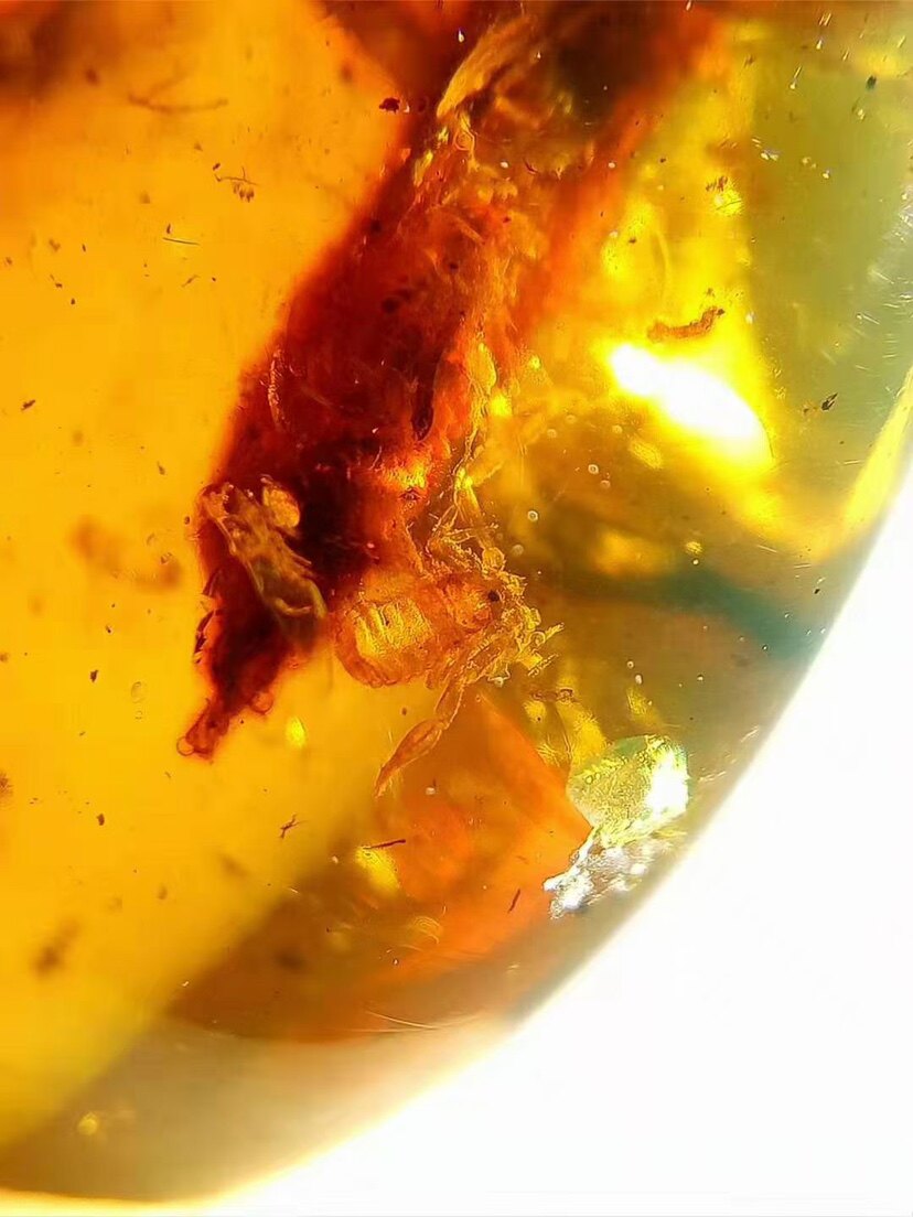 【素缘】缅甸纯天然虫珀吊坠0502 05琥珀带拟蝎搭车筒蠹标本挂件