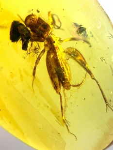 素缘缅甸天然虫珀吊坠0727 12琥珀带蝼蛄标本化石原石坠子戒面