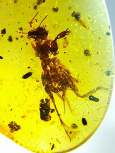 素缘缅甸天然虫珀吊坠0927 33琥珀带蝼蛄标本化石原矿坠子挂件