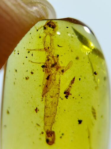 素缘缅甸天然虫珀吊坠0526琥珀带虫壳标本化石原矿坠子