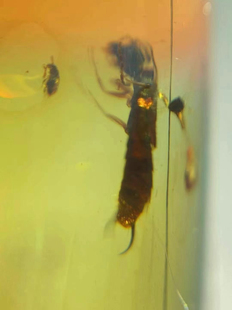 素缘缅甸天然虫珀吊坠0402琥珀带蠼螋标本化石原矿坠子桶珠