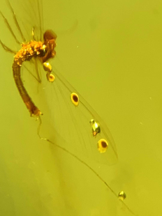 素缘缅甸天然虫珀吊坠0527琥珀带蜉蝣标本化石原矿坠子挂件